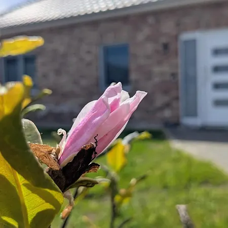 Magnolia Moehlenwarf